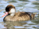 Red-Crested Pochard (WWT Slimbridge August 2010) - pic by Nigel Key